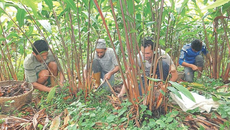 अलैंचीमा डढुवा लाग्यो, किसान चिन्तित