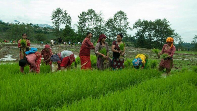 प्रदेश १ मा ९४ प्रतिशत धान रोपाइँ सकियो