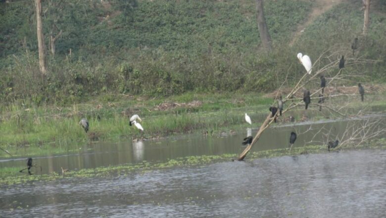 दुई दशकपछि कोसीटप्पु क्षेत्रमा ठूलो सिलसिले हाँस देखियो